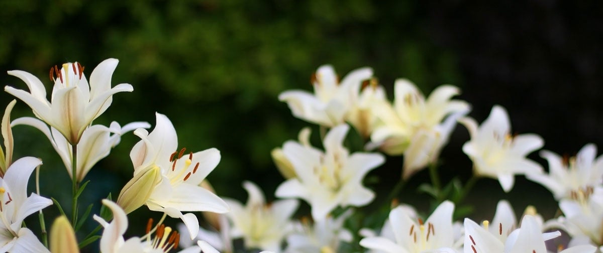 white lillies